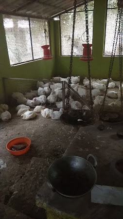 photo de Vallikavu Chicken Centre à Vallikavu